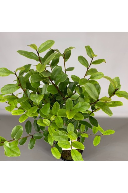 Магнолія Гейлс Фейворіт